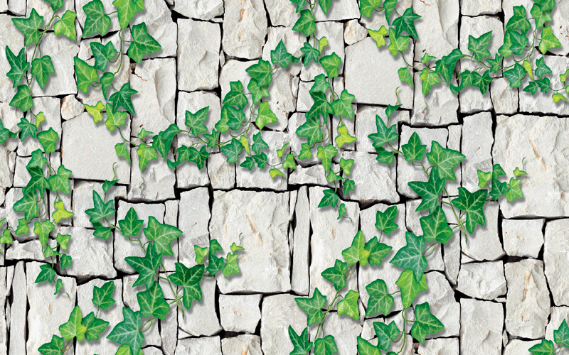Ivy Wall - Product #1340 - Click Image to Close